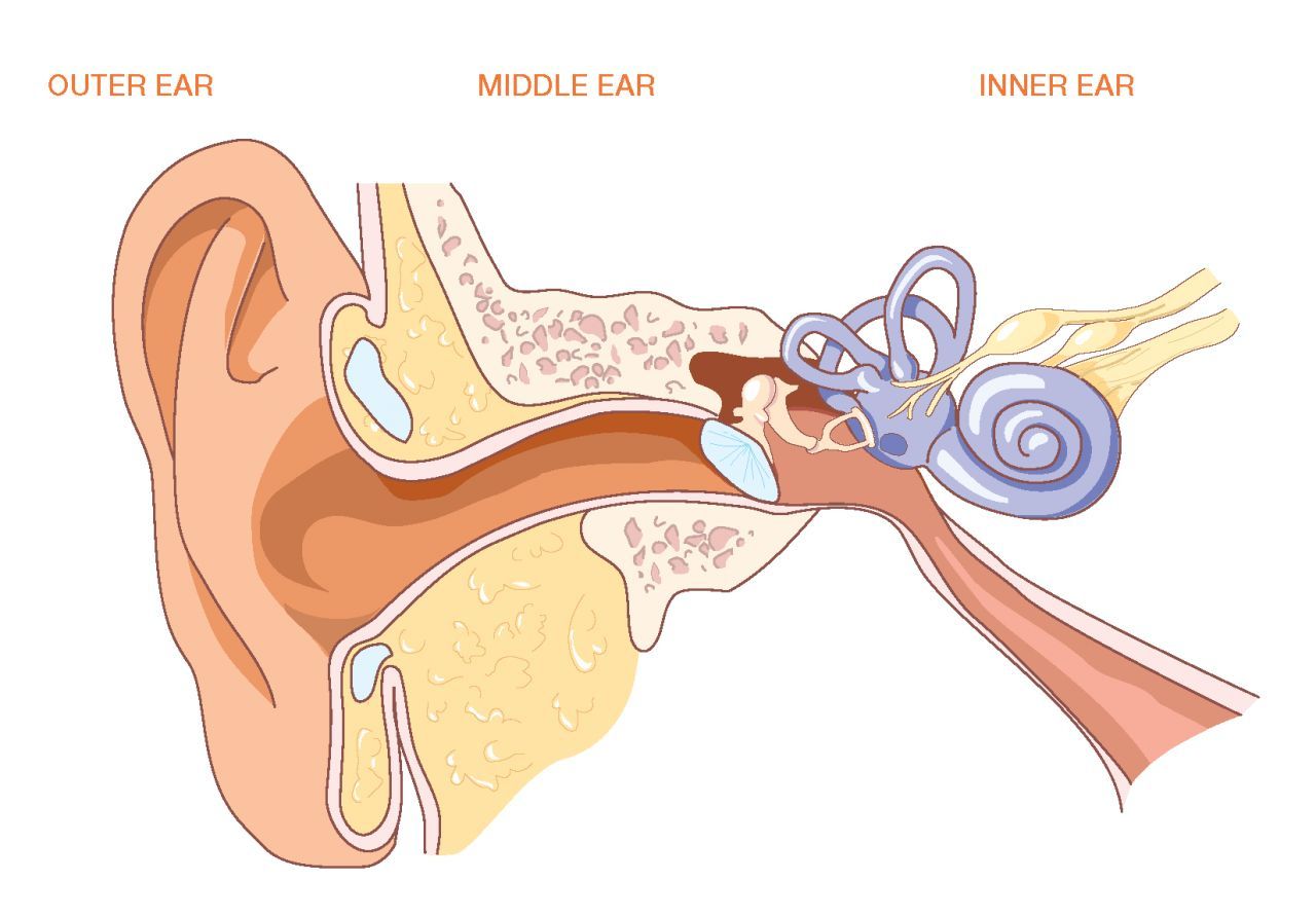 ear diagram